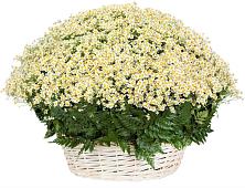 Цветочная композиция из Ромашки в корзине #REPLACE_PRED# Березовке